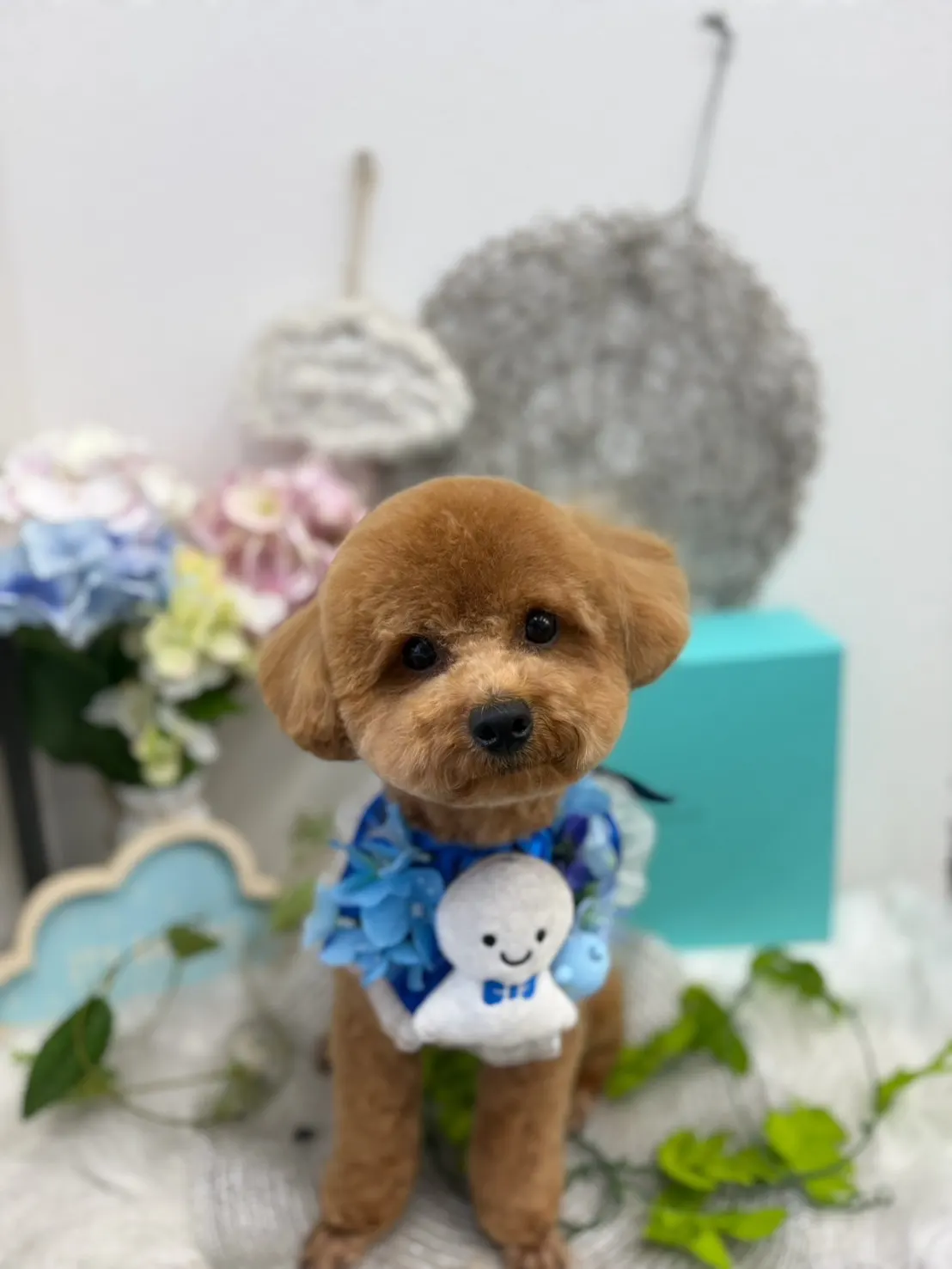 トリミング後のお写真 9