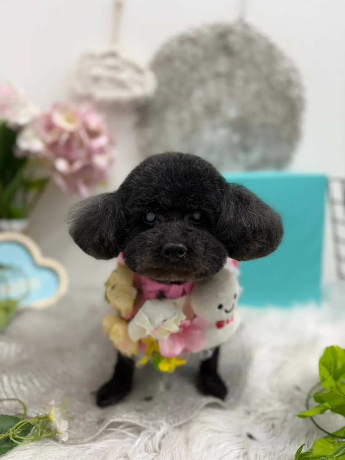 トリミング後のお写真 16