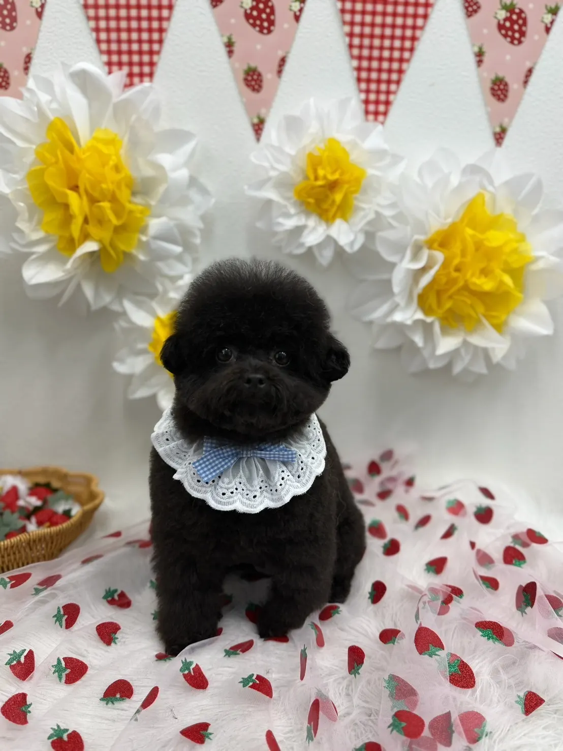 トリミング後のお写真 19