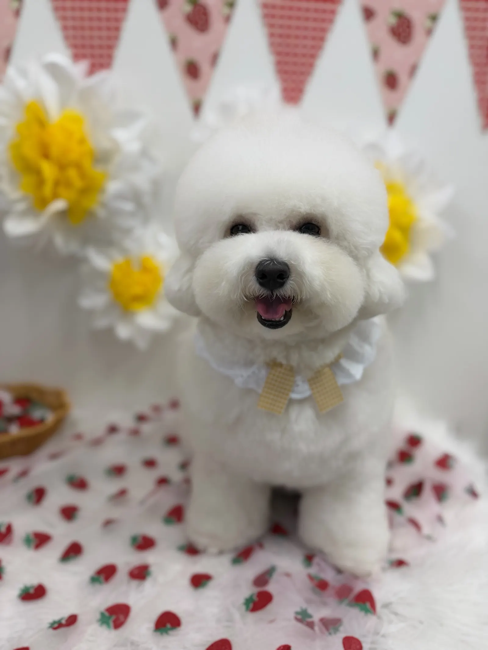 トリミング後のお写真 20