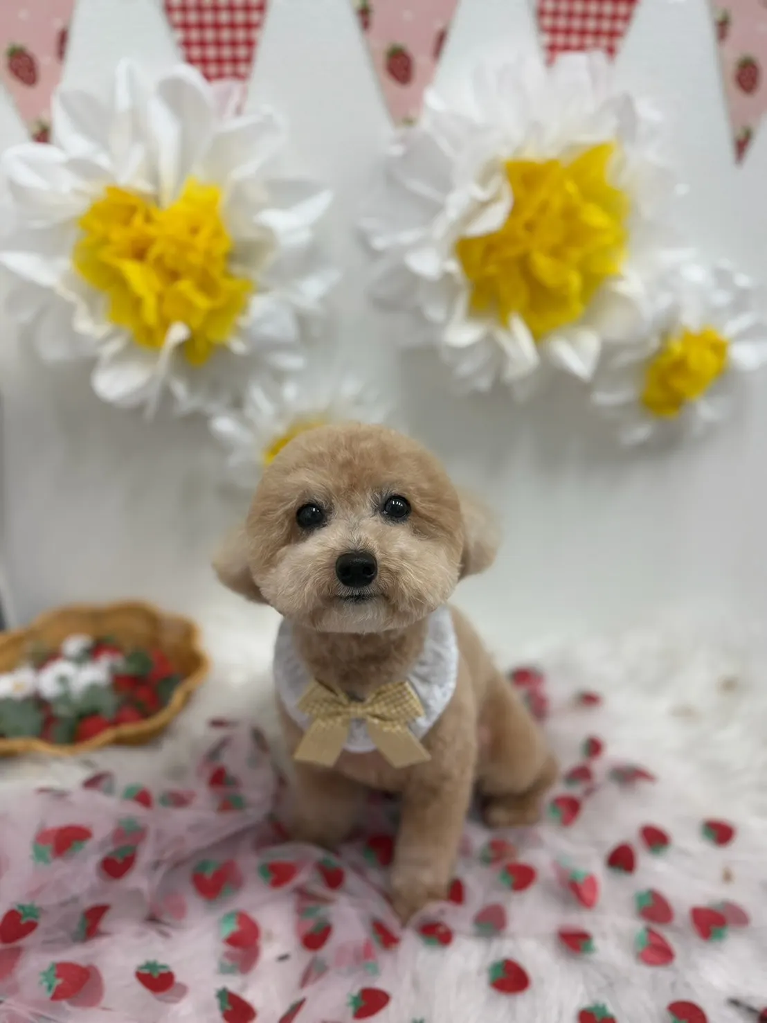 トリミング後のお写真 22
