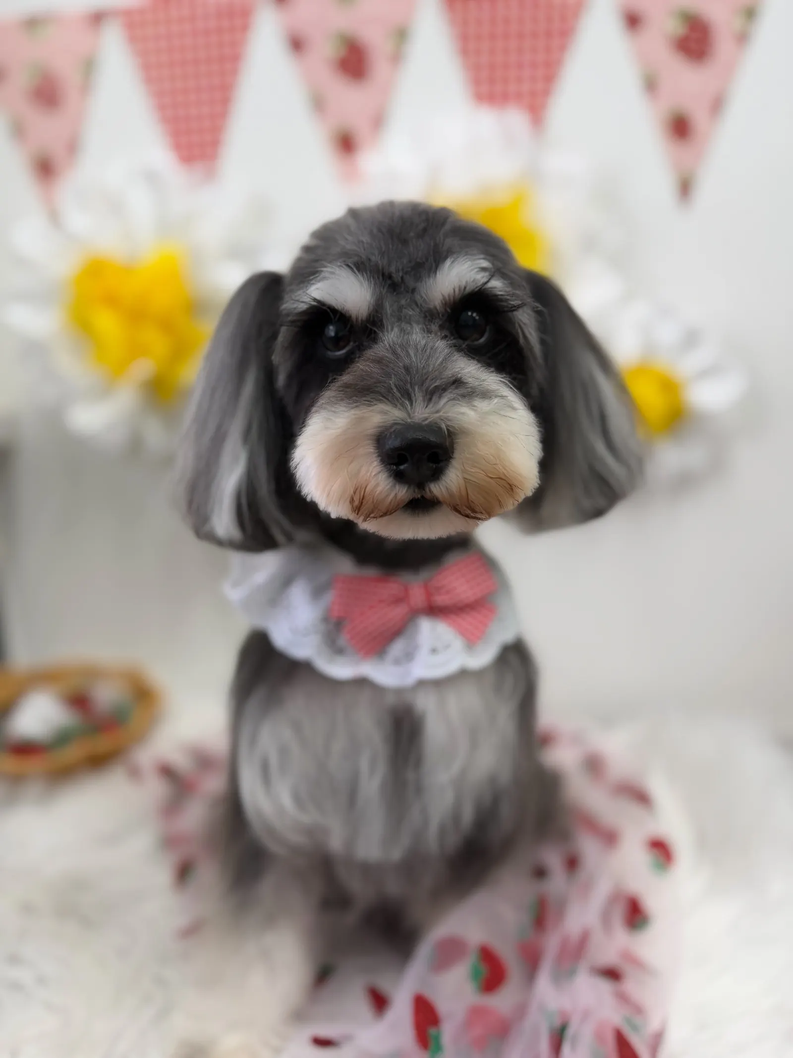 トリミング後のお写真 26
