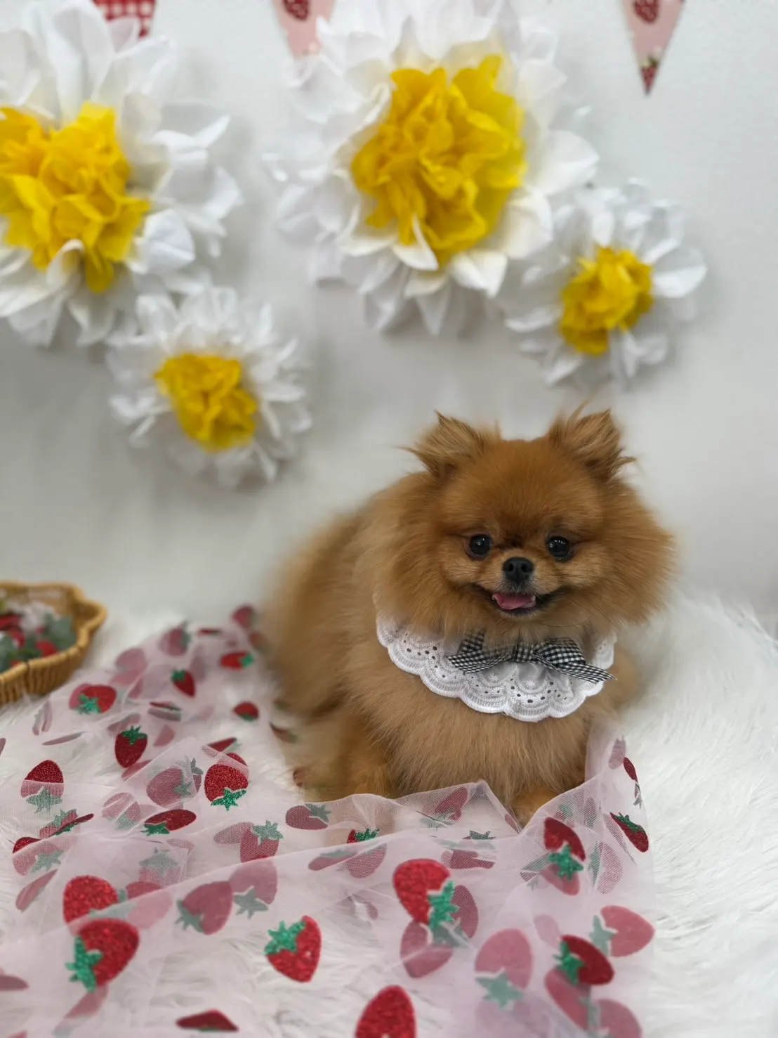 トリミング後のお写真 27