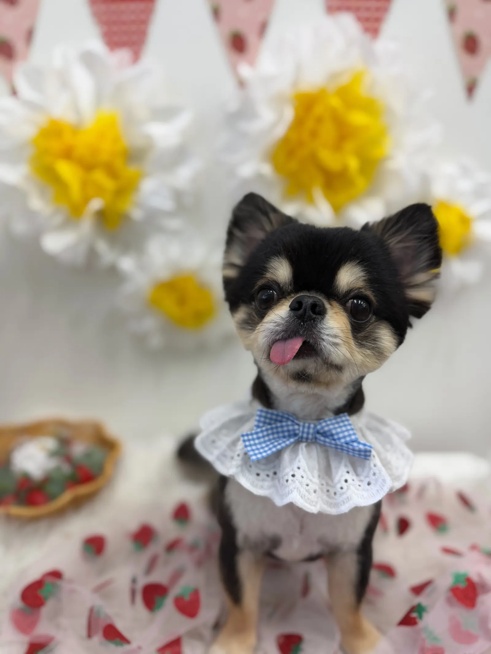 トリミング後のお写真 29