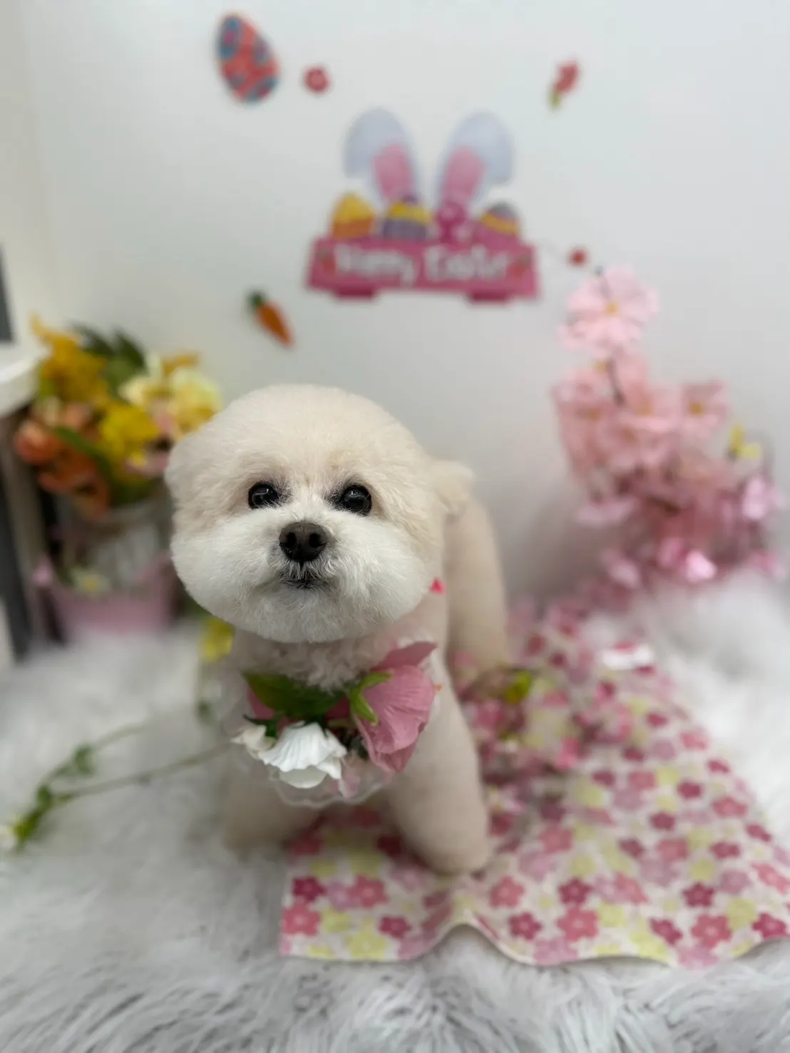 トリミング後のお写真 31