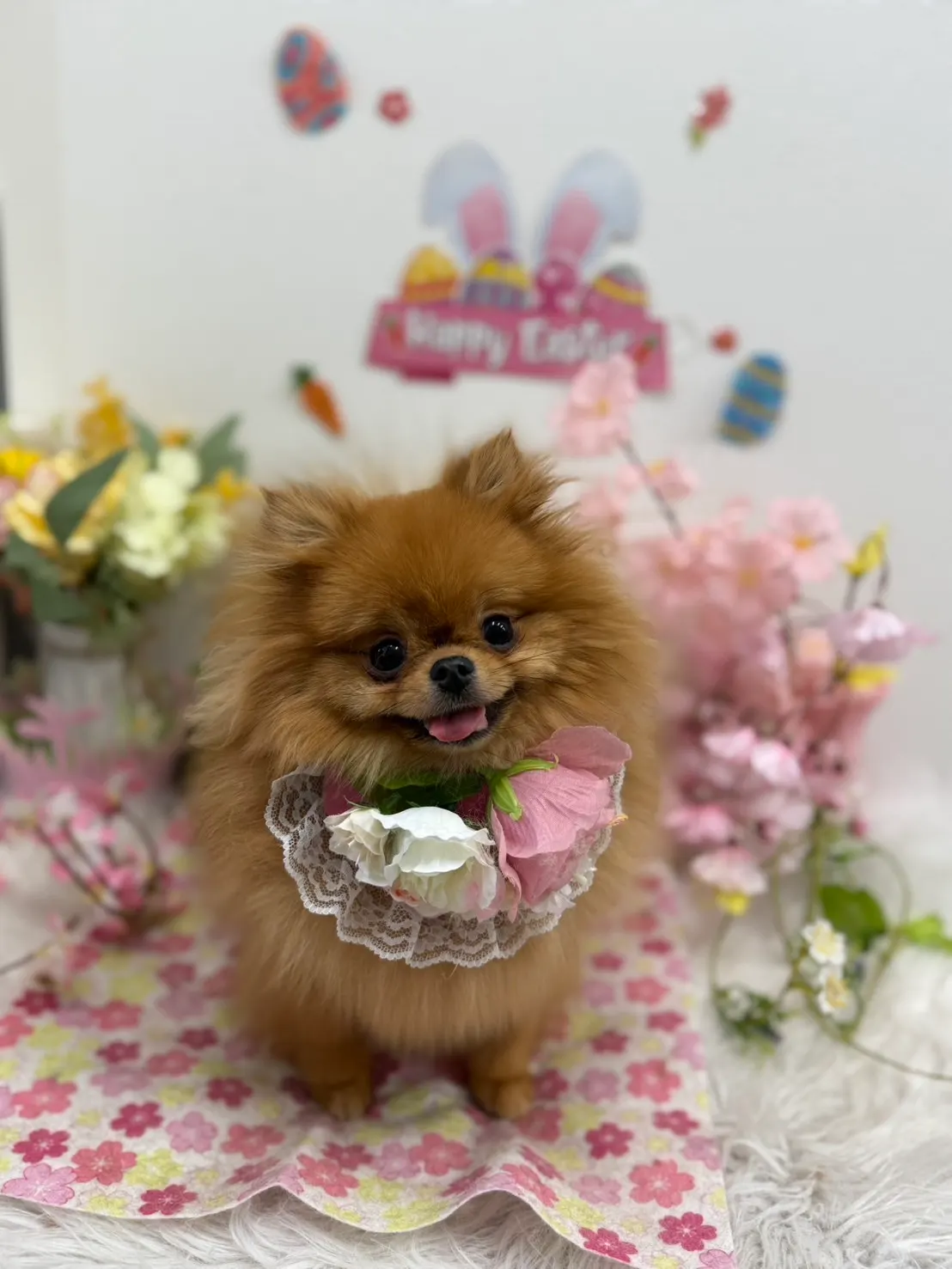 トリミング後のお写真 32